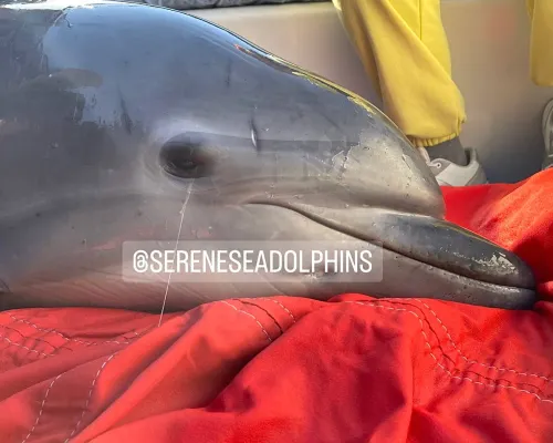 Новости Керчи: В Крыму в этом году на берег выбросилось более 200 дельфинов