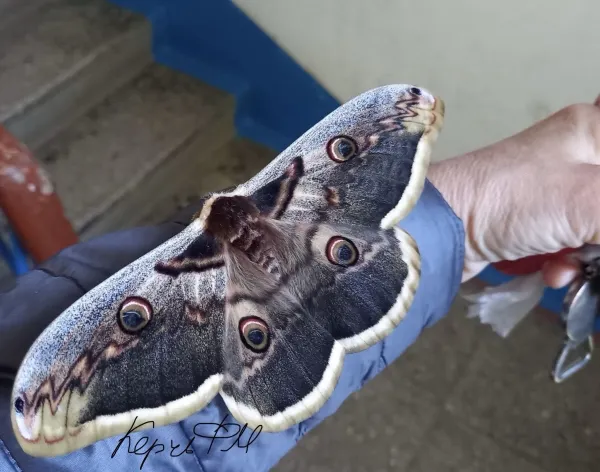 Новости Керчи: Керчане любуются самыми необычными и красивыми бабочками сатурниями