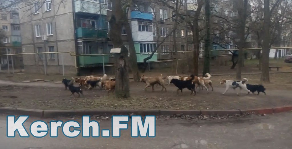 Приют для собак в Керчи. Приют для бездомных в Керчи. Приют для животных Восточный Крым город Керчь.