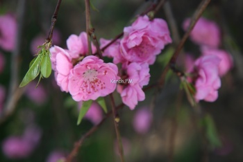 В Керчи цветет низкорослый декоративный персик