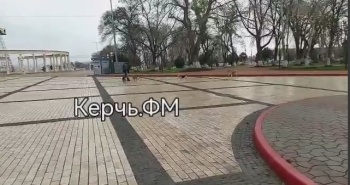 Стая бездомных собак напала на мужчину прямо на площади Ленина в Керчи (видео)
