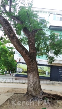 Земля - муниципальная, дерево - муниципальное: в Керчи падает старое дерево