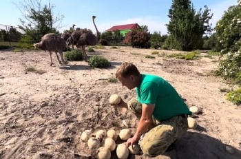 Дожди оставили крымских страусов без потомства