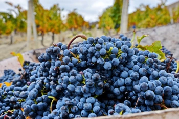 В Крыму появилось около 7 тысяч гектаров виноградников