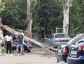 Сухое дерево упало во дворе многоэтажки и раздавило машину
