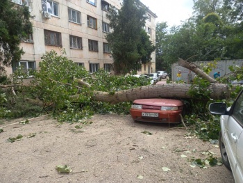 На Тенистой в Керчи  одним тополем уничтожены 3 автомобиля