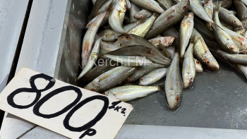 На центральном рынке Керчи появилась элитная рыба-барабуля за 800 р/кг