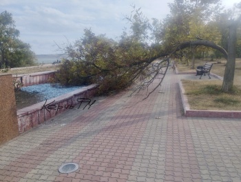 Не проходите мимо: дерево упало у фонтана на Набережной