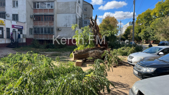 В Керчи на тротуар возле многоэтажки упало дерево