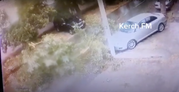 На камеры видеонаблюдения попало вчерашнее падение дерева в Керчи
