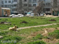 За неделю 97 крымчан пострадали от нападения животных